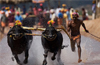 Ordinance on Kambala to be contested by PETA